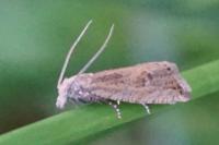 Bactra lancealana