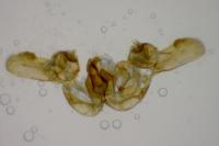 Bactra lancealana