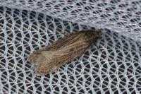 Aroga velocella