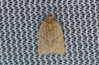 Clepsis senecionana