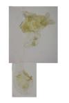 Clepsis senecionana