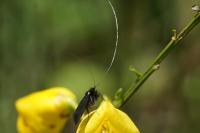 Adela reaumurella