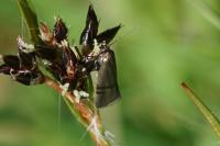 Glyphipterix fuscoviridella