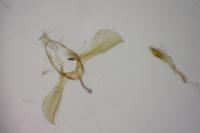 Glyphipterix fuscoviridella
