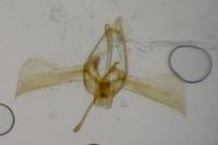 Glyphipterix fuscoviridella