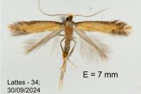 Coptotriche marginea