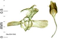 Coptotriche marginea