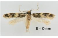 Apatema mediopallidum