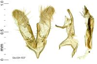 Apatema mediopallidum