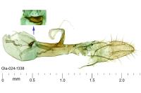 Apatema mediopallidum