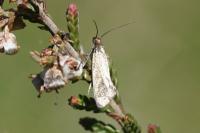 Glyphipterix fuscoviridella