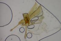 Glyphipterix fuscoviridella
