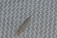 Coleophora otidipennella