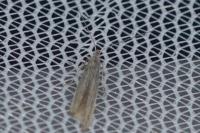 Coleophora otidipennella