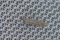 Coleophora otidipennella