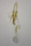 Coleophora otidipennella