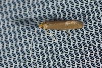 Nematopogon