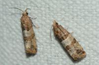 Lobesia indusiana/limoniana