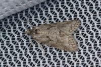 Cnephasia cupressivorana