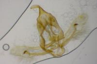 Cnephasia cupressivorana