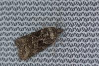 Cnephasia cupressivorana