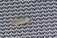 Coleophora striatipennella