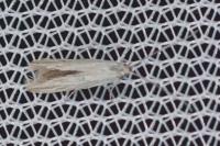 Coleophora striatipennella