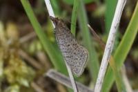 Clepsis senecionana