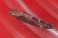 Mompha divisella