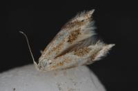 Bucculatrix demaryella