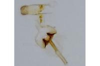 Bucculatrix demaryella