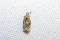 Argyrotaenia ljungiana