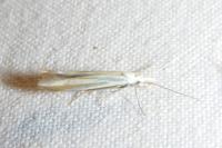 Coleophora