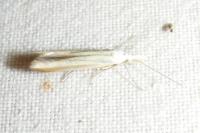 Coleophora