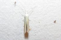 Coleophora