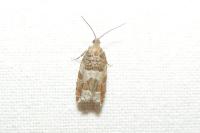 Ancylis achatana