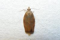 Pandemis heparana