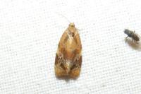 Ditula angustiorana