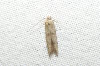Blastobasis phycidella