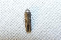Blastobasis phycidella