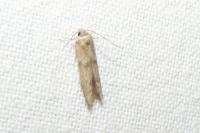 Blastobasis phycidella