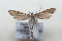 Agdistis tamaricis