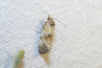 Neocochylis molliculana