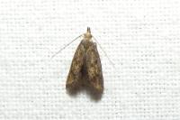 Aplota palpella