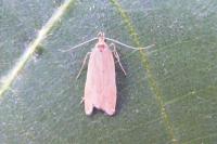 Helcystogramma rufescens