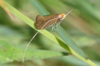 Nematopogon adansoniella