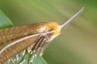 Nematopogon adansoniella