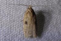 Agonopterix propinquella