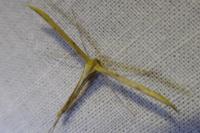 Emmelina monodactyla