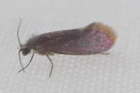 Eriocrania